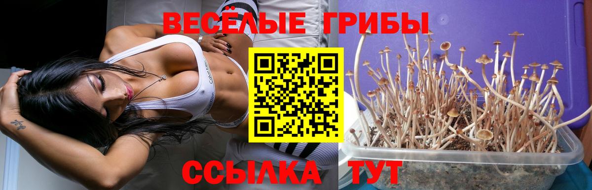 Новокузнецк  Галлюциногенные грибы Cubensis  Вход с VPN 